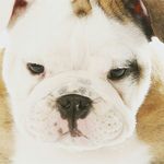 TheDumbPotato11 - @jack_kitzmiller - Instagram