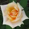 Jackie Klecker776 - @jackieklecker776 - TikTok