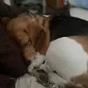 Bigwiener - @jack.kohn - TikTok