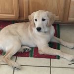 Kopper Jack - @kopperjackthegolden - Instagram