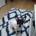 Jack Russell terrier KORA - Facebook