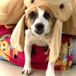Kora , Jack Russell - @kora.jackrussel - Instagram