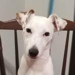 Kora Jack Russel Terrier - @kora_jack_russel_terrier - Instagram