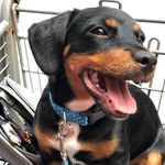 Kora - @kora.jack.russell - Instagram