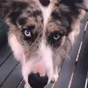 Jiggles - @jackkovacs07 - TikTok