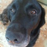 Jack The Dog Kroening - @jackthegoldador - Instagram