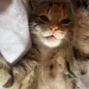 Jack Langley - @jack.langley3 - TikTok