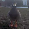 Jack Lannon - @jack.lannon - TikTok