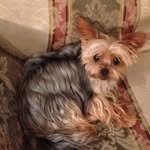 Jack Lefebvre - @canadian_yorkie30 - Instagram