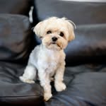 Jack Lemon - @jacklemonyorkie - Instagram