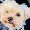 Jack Lemon - @jacklemonyorkie - TikTok