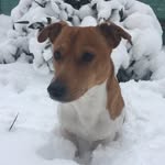 Lenny - @lenny_jack_russel - Instagram