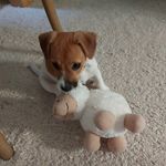 Jack Russell Lente - @jackrusselllente - Instagram