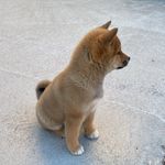 JACK - @jackleshiba - Instagram