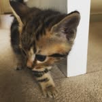 Libby & Jack - @jacklibbykitties - Instagram