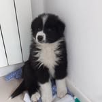 Hola soy Jack 🐕‍🦺🦮 - @jack_licht - Instagram