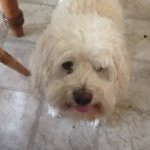 Jack (Pup-Dog) Liddell - @jack_liddell - Instagram