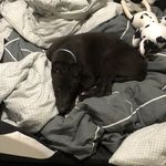 Jack Lilley - @jacks_greyhounds_ - Instagram