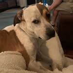Jack Lipson-Kelley - @jumpingjack_therescue - Instagram