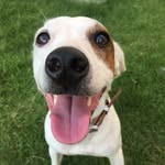 @liptonthejackrussell - Instagram