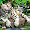Jackie Littlejohn - @jackie.littlejohn - TikTok