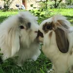 Jack & Lou - @jacky_and_loulou - Instagram
