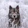 jack loup - @jack.loup5 - TikTok
