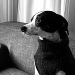 Jackie Boy - @jackie_fuzzy_lumpkins - Instagram