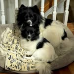 Jack & Luna - @jack_luna_b - Instagram