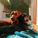 Jack & Luna - @jack_luna_thedachshunds - Instagram