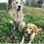 Jack & Luna - @golden_jackluna_retriever - Instagram