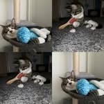 Jack & Luna - @jack_luna_2409 - Instagram