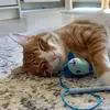 Jack Jack & Luna 🐈🐈‍⬛ - @orangecatjackjack - TikTok
