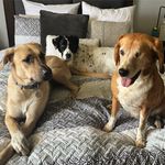Jack, Luna & Maisy - @jack.luna.and.maisy_ - Instagram
