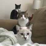 Jack, Luna, Carisi, Bella - @stardustcatsnyc - Instagram