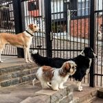 Jack, Luna e Boby - @jack.luna.boby - Instagram