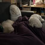 Jack, Luna, Masha - @jack.luna.masha - Instagram