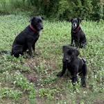 Jack, Luna und Henry - @jacklunahenry - Instagram