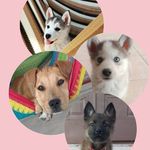 Jack, Luna, Zeus, Nala & Apolo - @jack_luna_y_zeus - Instagram