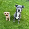 Jack&Luna - @jackluna391 - TikTok