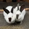 Jack&Luna🤍🖤🐰 - @jackluna1801 - TikTok