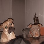 Luna & Jack - @jack.luna.mates - Instagram