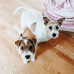Luna & Nova the jackis - @jack.luna.and.nova - Instagram