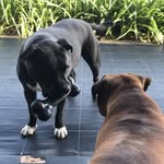 Jack N Lulu - @jack_lush - Instagram