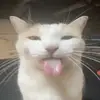 Jack Lyon - @jjacklyon - TikTok