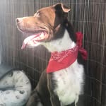 Jack 🐶🐾 - @jackmachadobatista - Instagram