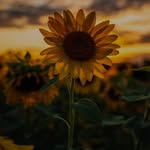 Jack MacLellan - @jack.maclellan.501 - Instagram