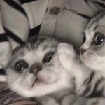 sorm&fratm - @di_maggiore_e_jack_ - Instagram