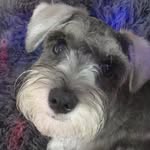 Jack The schnauzer - @jack_martz - Instagram