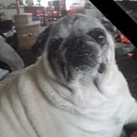 Jack Matheny - @dewpug - Instagram